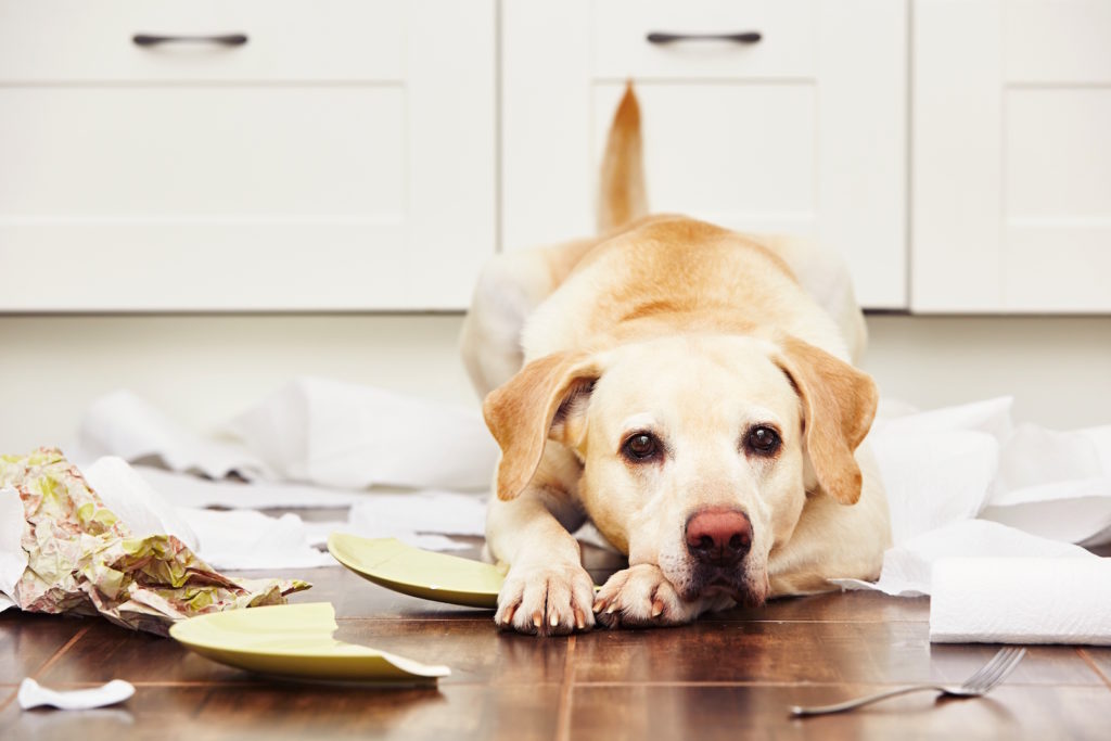 Muss das Jobcenter die Kosten für eine Hundehaftpflichtversicherung bezahlen?