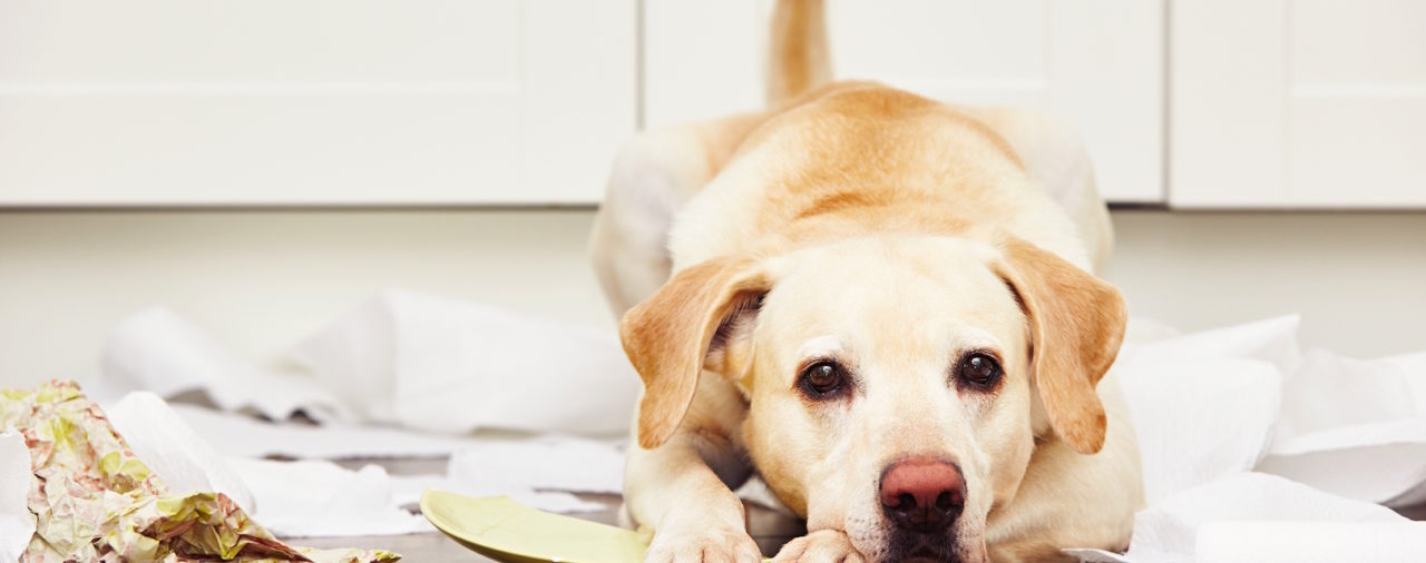 Muss das Jobcenter die Kosten für eine Hundehaftpflichtversicherung bezahlen?